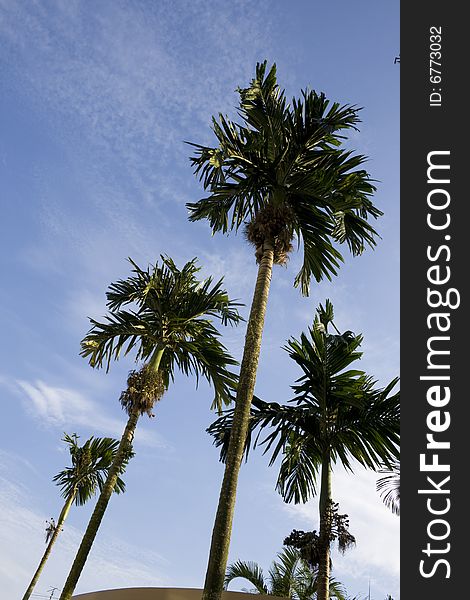 Palm tree over blue sky in a sunny day.