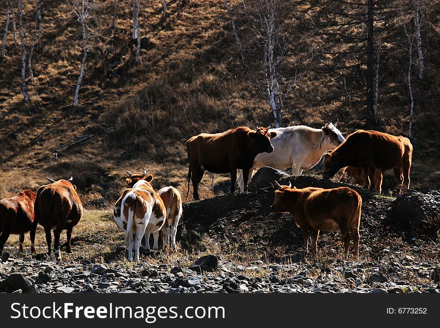 The picture was taken at Arxan national geopark inner mongolia china in early october. The picture was taken at Arxan national geopark inner mongolia china in early october.