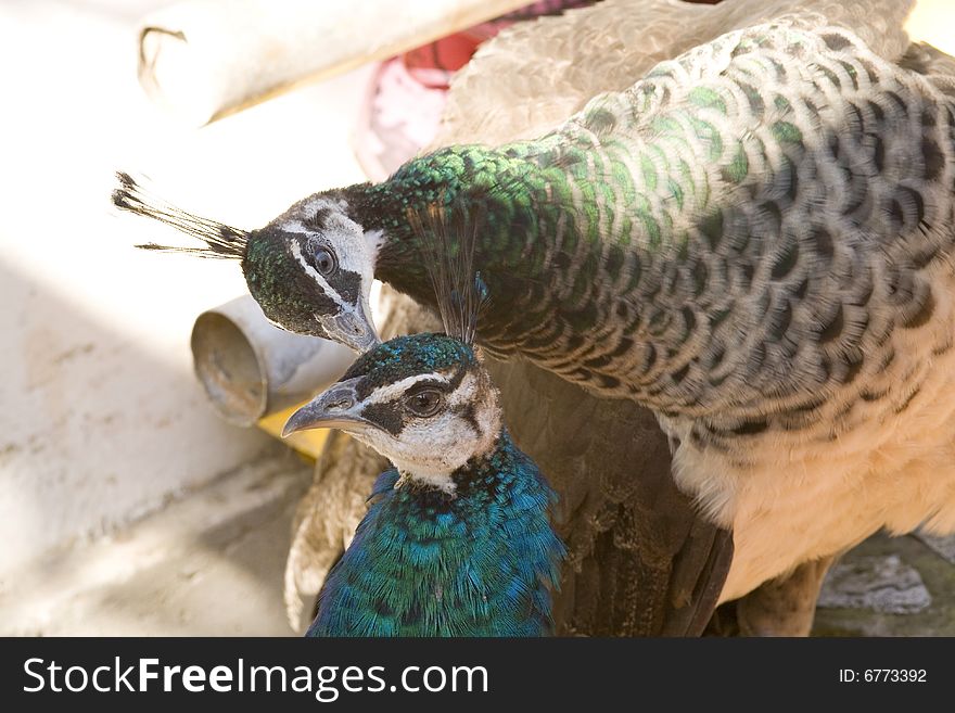 Peacock In Love