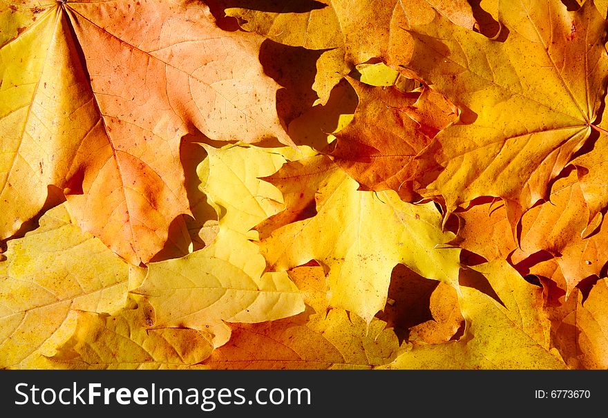 Background from multiple autumn leaves. Background from multiple autumn leaves