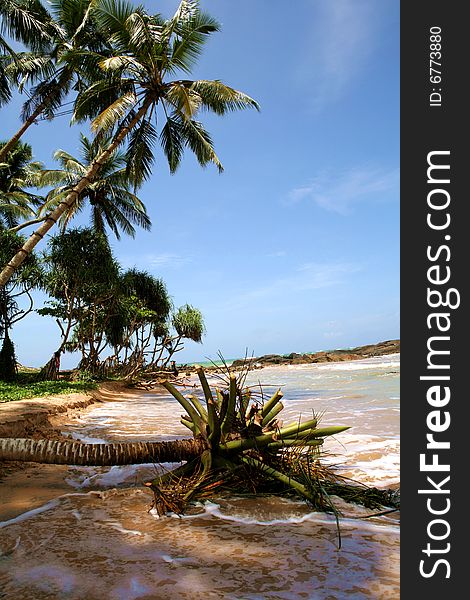 Coconut palms on tropical island beach. Coconut palms on tropical island beach