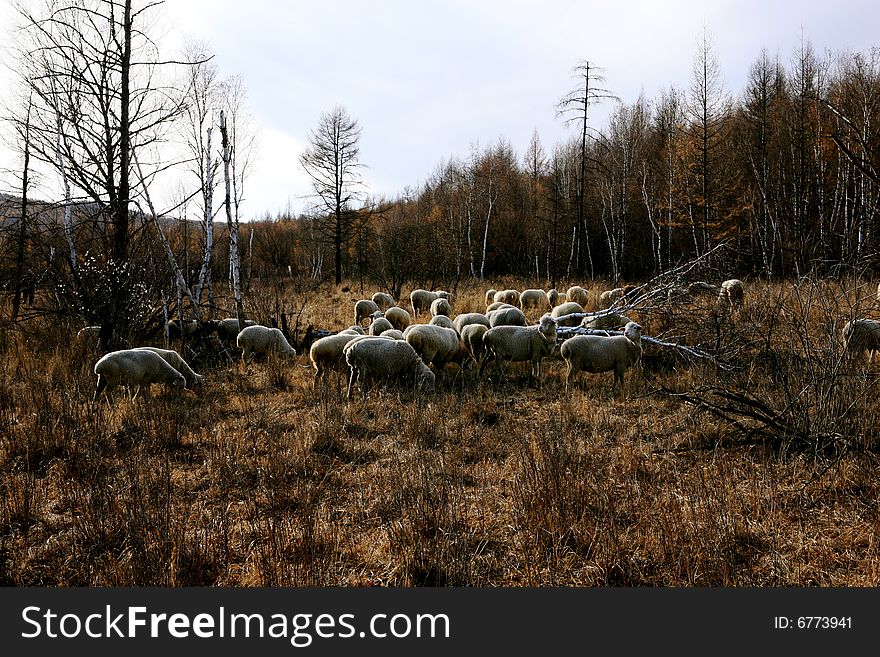 The sheep were eating grass at Arxan national geopark in early October china