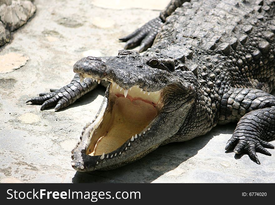 Old crocodile live in the Dusit zoo, Thailand.