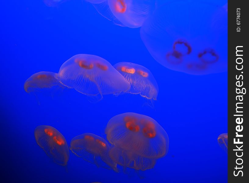 Beautiful jellyfish in clear blue water
