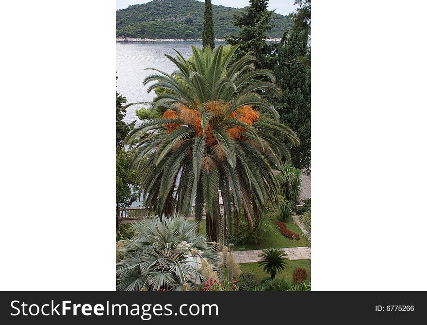 Palm tree in the park