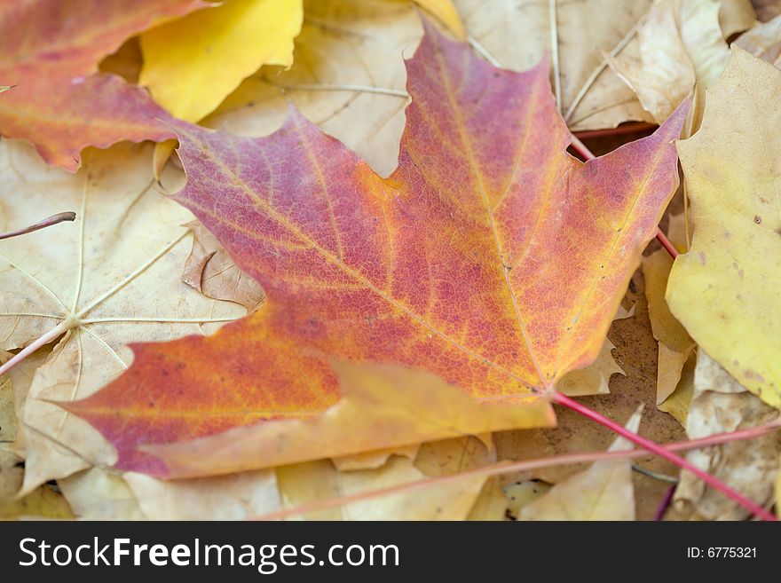 Autumn Maple  Leaves