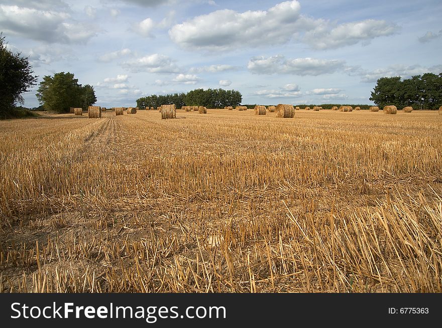 Hay bales in harvested field