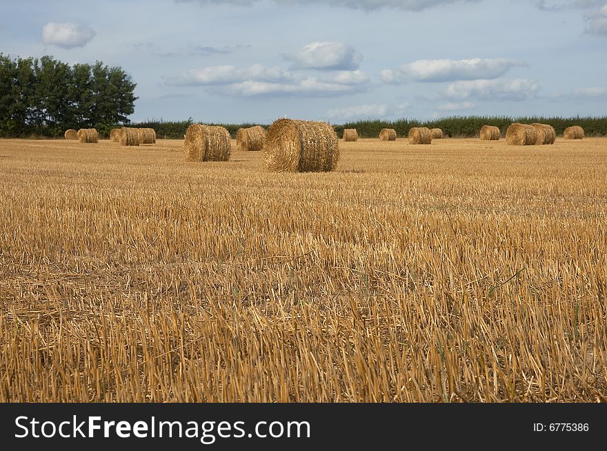 Hay bales in harvested field