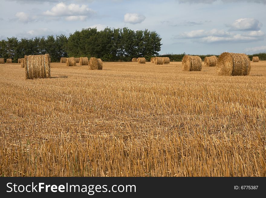 Hay bales in harvested field