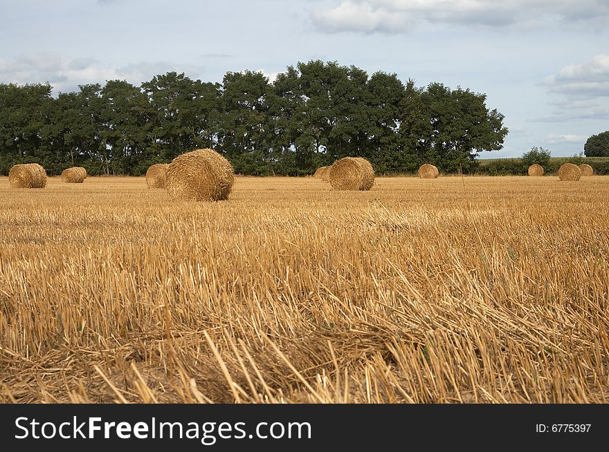 Hay bales in harvested field