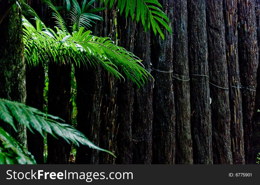 Fern tree leafs reflecting the sunlight by the Polynesion style fence made of fern tree trunks. Fern tree leafs reflecting the sunlight by the Polynesion style fence made of fern tree trunks