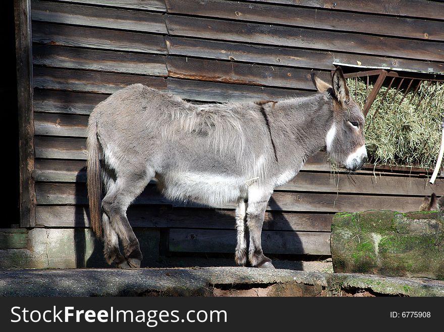 Small grey donkey staying outside