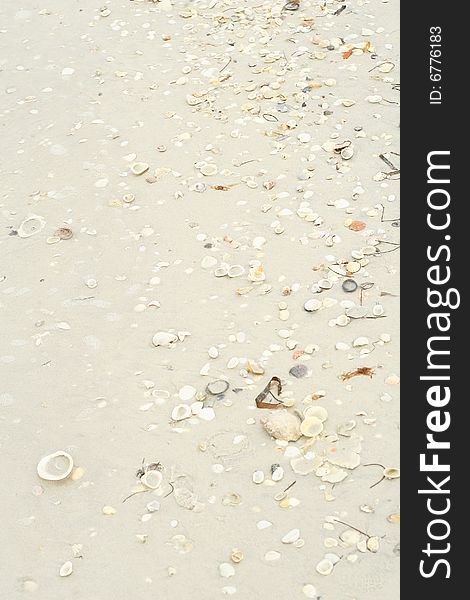 Shot of seashells in the sand vertical