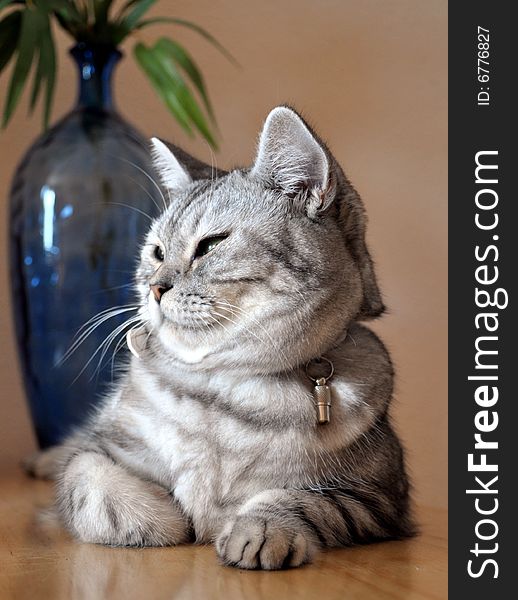 Blue vase behind a british cat