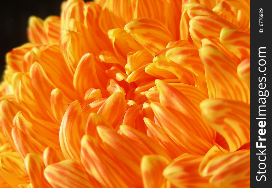 Lovely orange stripped mum - just right for fall. Lovely orange stripped mum - just right for fall.