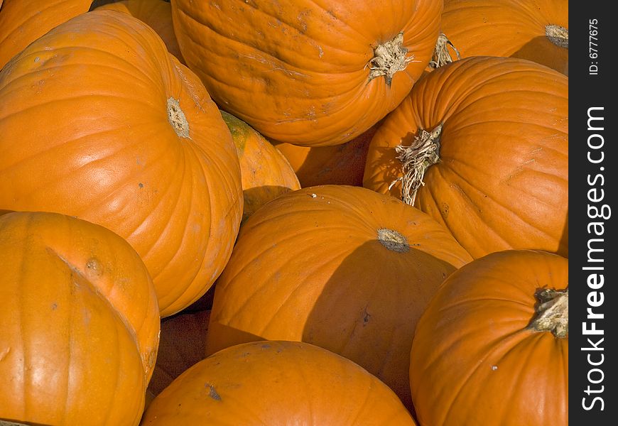 Ripe orange harvested pumpkins in a pile, close-up