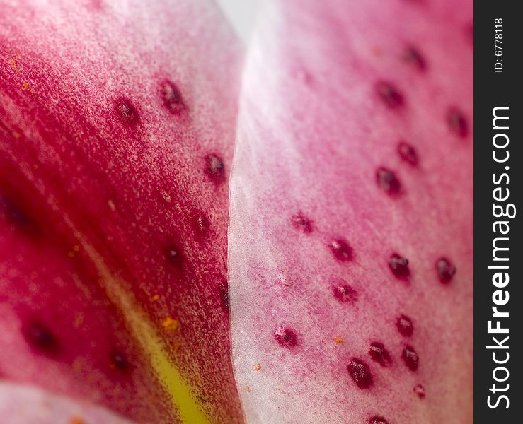 Abstract natural close up of orchid as a background texture