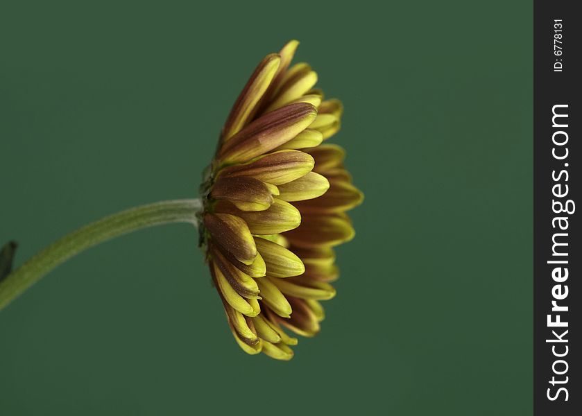 Elegant beautiful lone flower profile set against green background