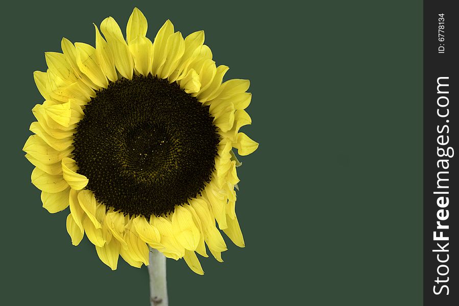 Bright iconic sunflower set against green background