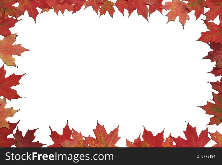 Red maple leaves surrounding white background. Red maple leaves surrounding white background.