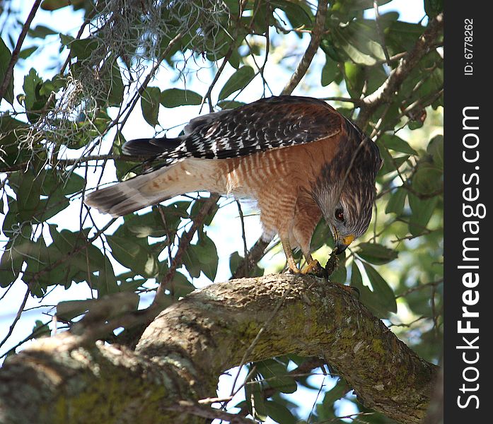 Hawk in a tree