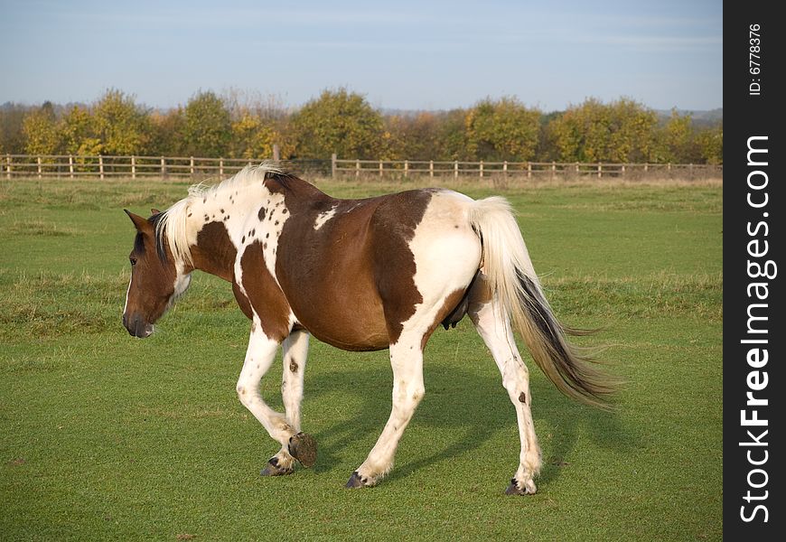 Brown and white horse walking in a field