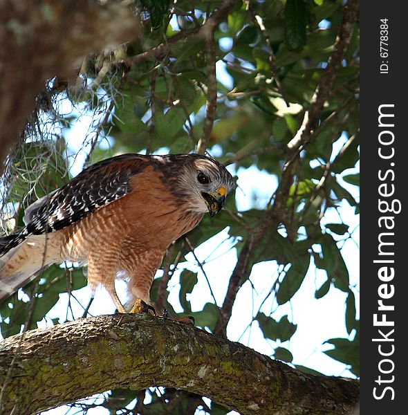 Hawk stares down from a tree. Hawk stares down from a tree