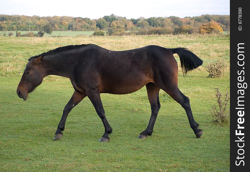 Brown horse walking in a grass paddock
