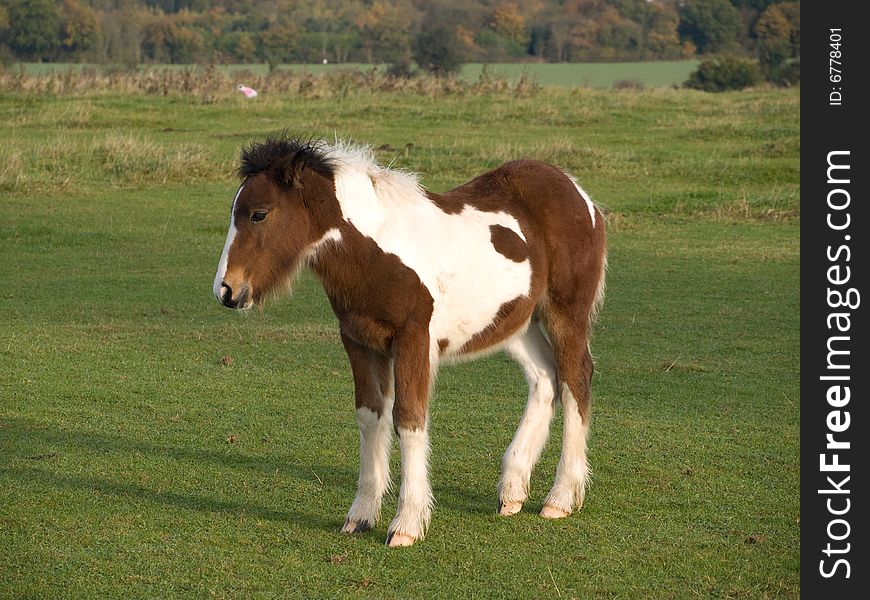 Brown and white foal standing in a field. Brown and white foal standing in a field