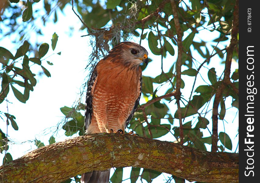 Hawk in a tree