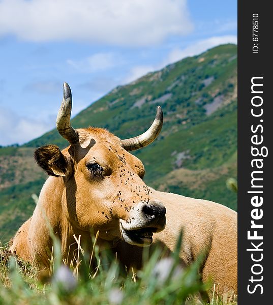 Mountain cow covered in flies