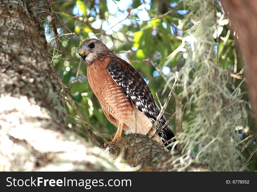 Hawk rests his wings perched in a tree. Hawk rests his wings perched in a tree.