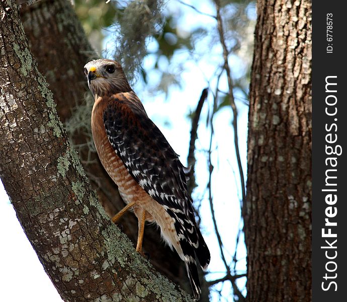 Hawk watches his prey from a tree. Hawk watches his prey from a tree.