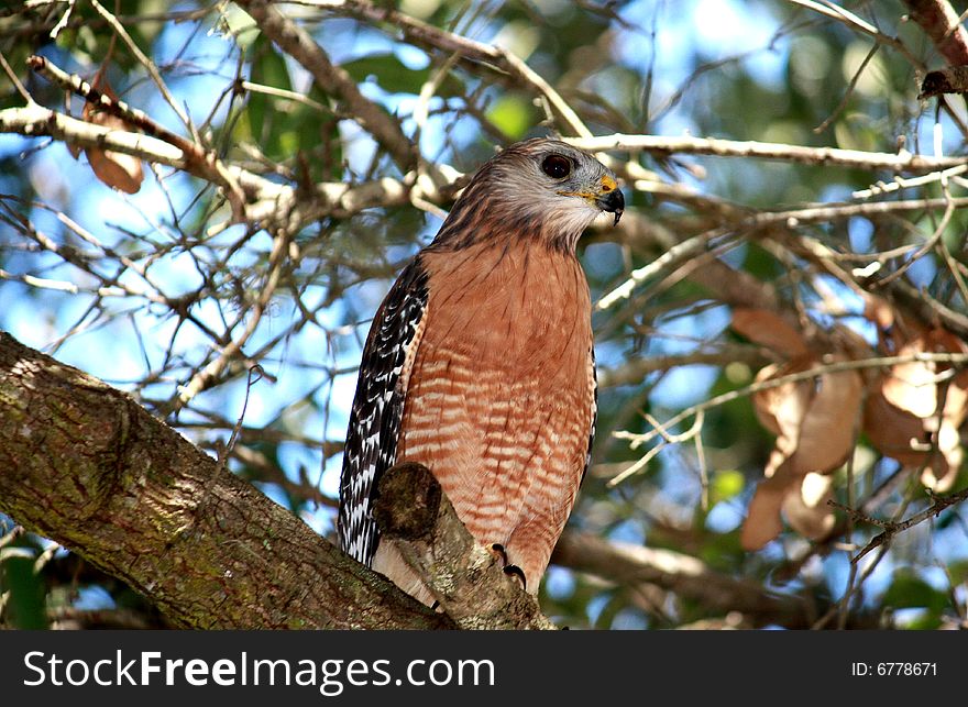 Hawk watches its prey from a tree. Hawk watches its prey from a tree.