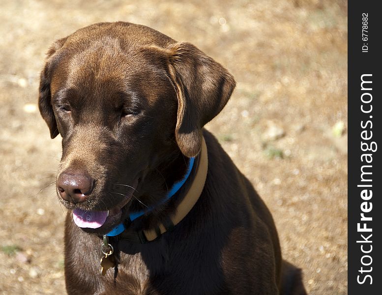 Chocolate Labrador Retriever Sitting and Staring. Chocolate Labrador Retriever Sitting and Staring