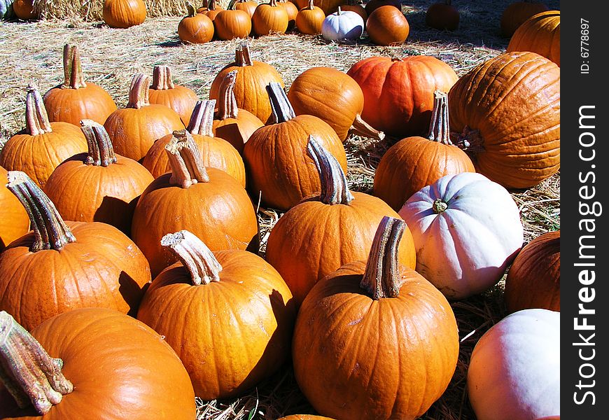 Pumpkin Patch in Northern California Fall 2008. Pumpkin Patch in Northern California Fall 2008