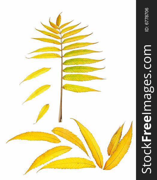 Yellow autumn leaf over white background. Yellow autumn leaf over white background