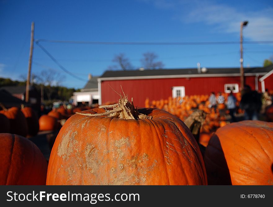 Orange pumpkins lined up for sale. Orange pumpkins lined up for sale