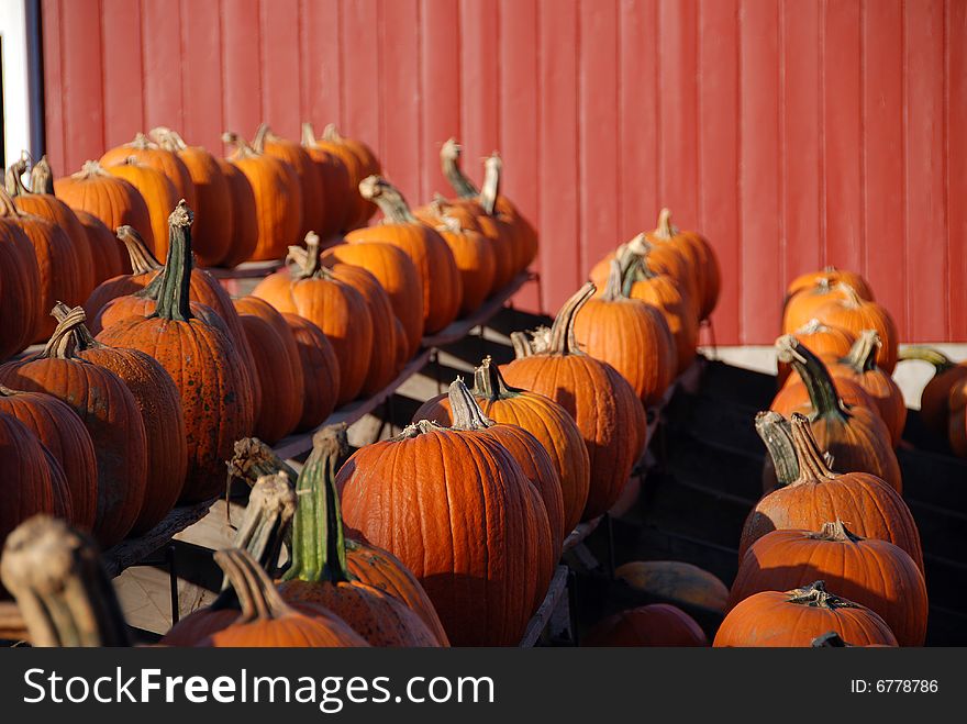 Orange pumpkins lined up for sale. Orange pumpkins lined up for sale