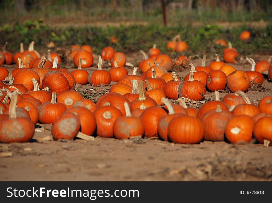 Orange pumpkins lined up for sale. Orange pumpkins lined up for sale