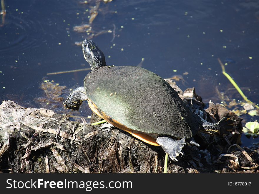 Turtle Sun Bathing