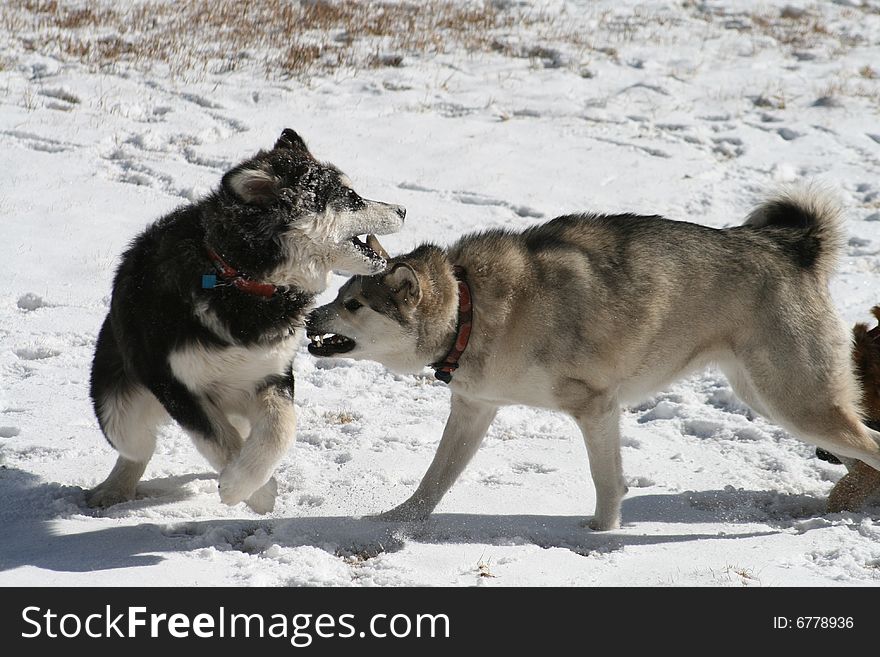 Dogs Playing in Snow