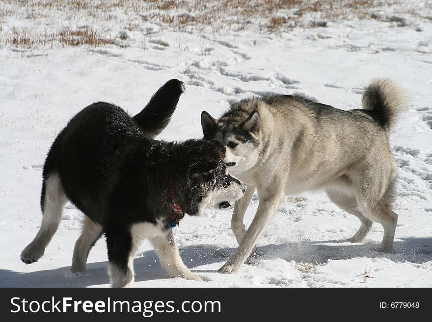 Two dogs playing in fresh snow. Note stop-motion of snow bits in mid air. Two dogs playing in fresh snow. Note stop-motion of snow bits in mid air.