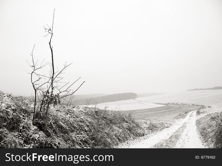 Snowfall in a winter Landscape