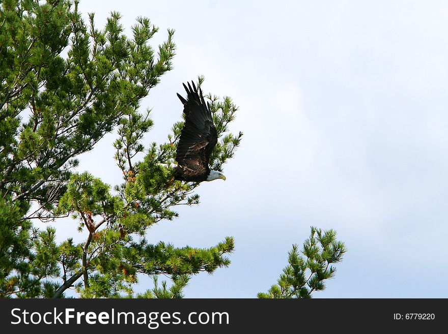 Bald eagle flying out of a tree