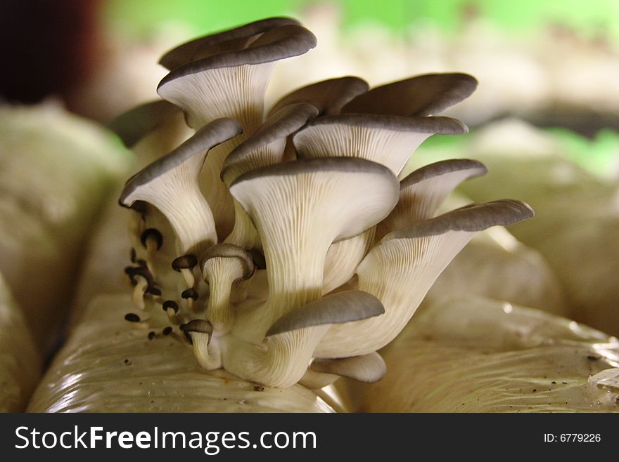 Family of Mushrooms take at a mushroom file in Singapore