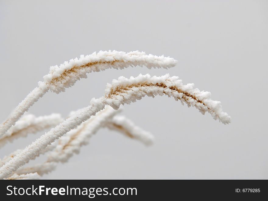 Close up of dried plants covered with frost. Close up of dried plants covered with frost