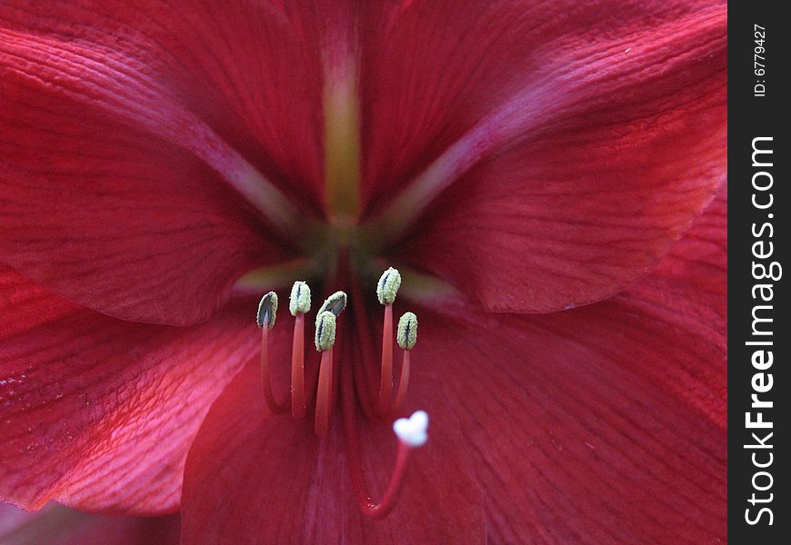 Dark red flower close up