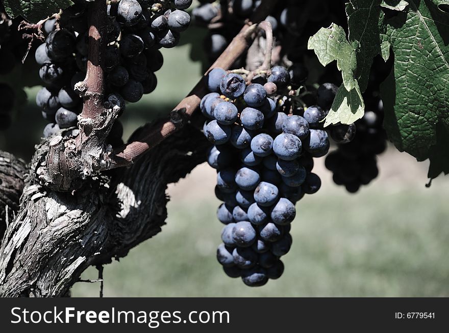 Grapes on Long Island vineyard. Grapes on Long Island vineyard