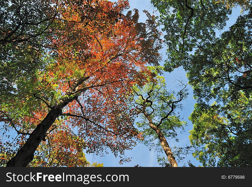 Fall 2008 foliage taken at Caumsett State Park, NY. Fall 2008 foliage taken at Caumsett State Park, NY